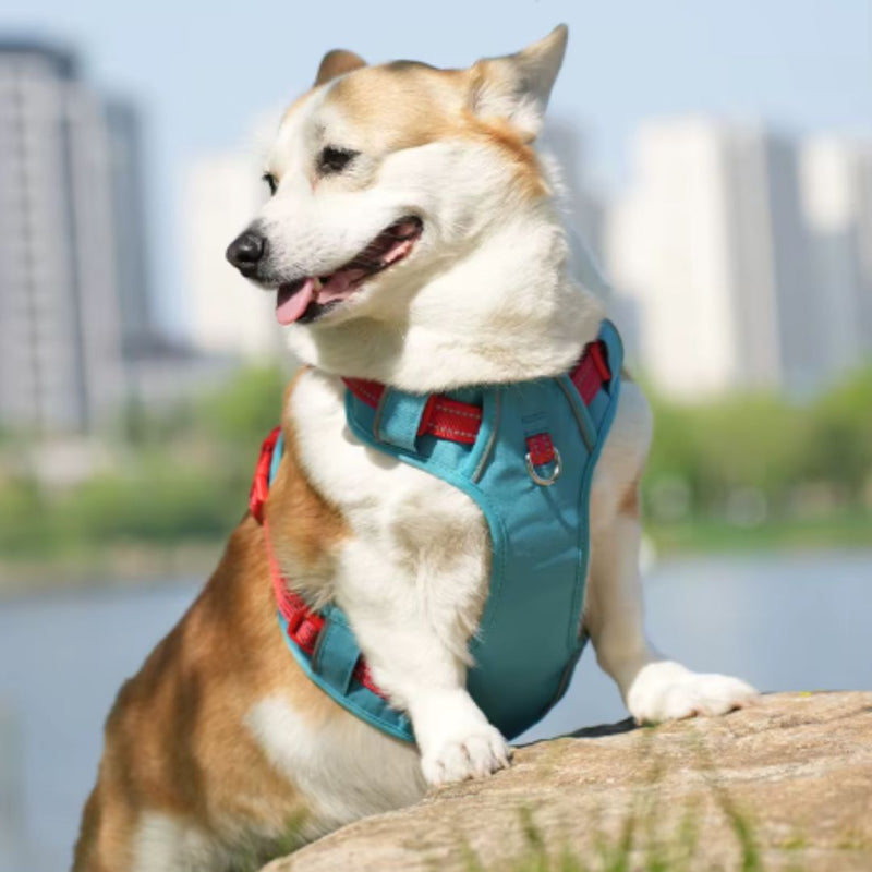 Coleira Peitoral Antipuxão para Cães – Conforto e Segurança