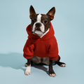 Moletom Pet Aconchegante – Ideal para Dias Frios