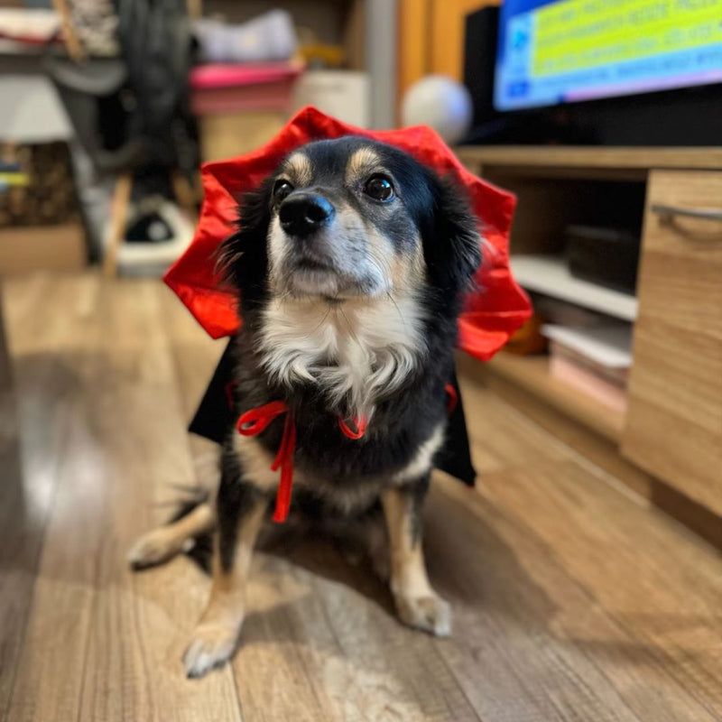 Fantasia Capa de Vampiro para Pets – Com Ajuste Fácil