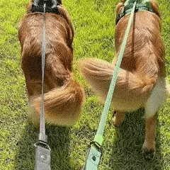 Coleira com Guia Embutida para Pets – Prática e Segura para Passeios