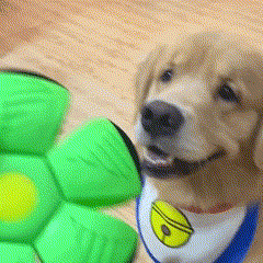 Bola UFO Voadora para Cães – Brinquedo Interativo com Lançamento a Distância