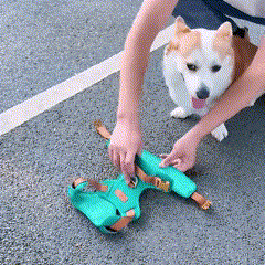 Coleira Peitoral Antipuxão para Cães – Conforto e Segurança