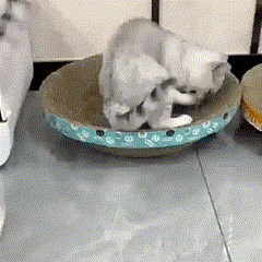 Pá Higiênica com Dispenser para Pets